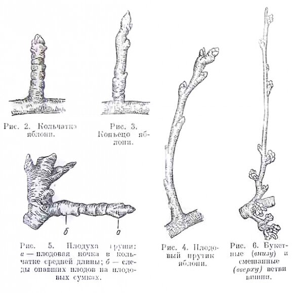 Как отличить яблоню от груши. Плодовые почки на яблоне. Плодовые образования яблони кольчатка. Что такое кольчатка у груши. Как выглядят кольчатки яблони.