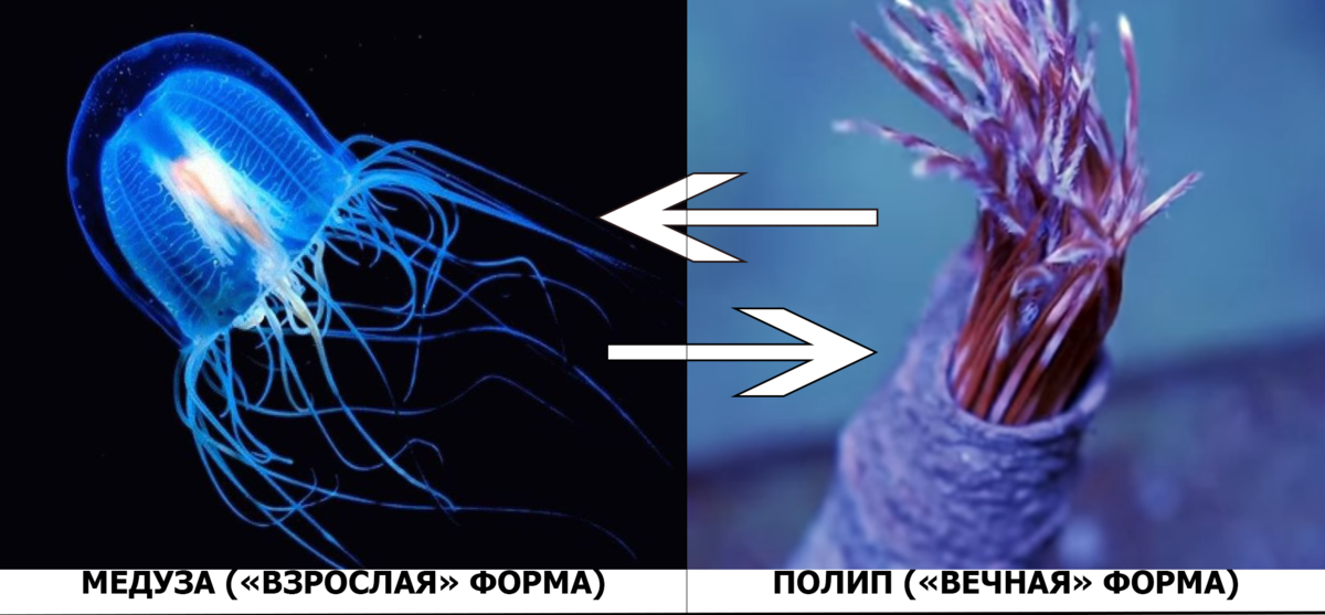 Медуза живет вечно. Самая безопасная медуза в мире. Медузы, обитающие на Курилах.