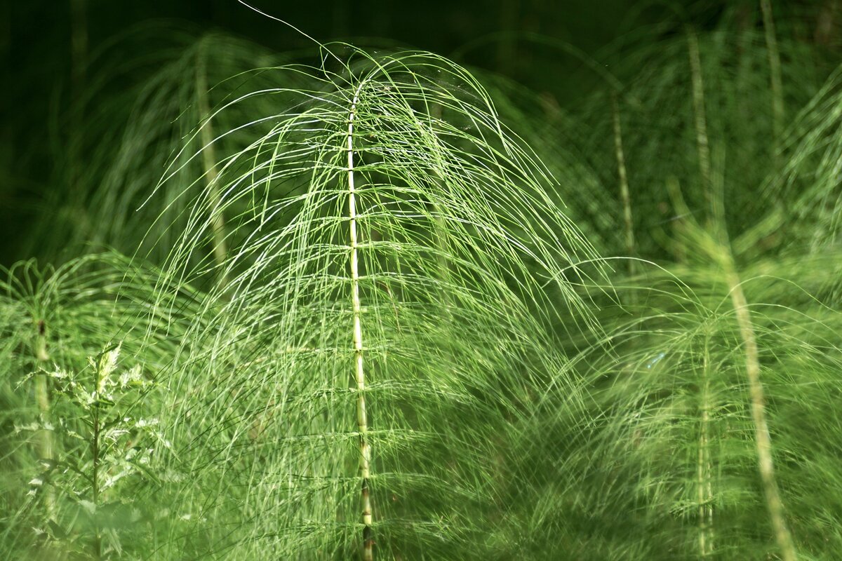 Хвощевидные растения. Хвощ многощетинковый. Хвощ гигантский Equisetum giganteum. Хвощевидные растения Девон. Зеленый хвощ