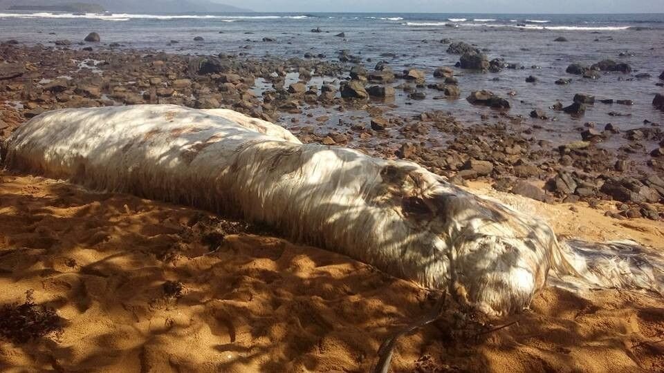 На берег выброшен грозою. Неизвестное существо выбросило на берег. Глобстер на Филиппинах. Морское чудовище на берегу. Необычные существа выброшенные на берег.