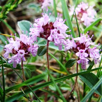 Тимьянпредставлен тремя разновидностями: тимьяном ползучим, тимьяном обыкновенным и тимьяном Маршалла. Первый вид, как правило, встречается в дикой природе, как, впрочем, и третий. Тимьян же обыкновенный встречается исключительно в культуре.