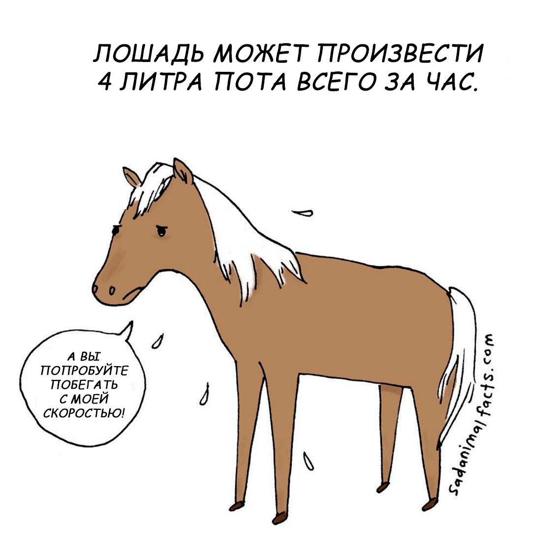 Мем конь почему. Ксюха Мем с лошадью. Почему лошадь. Грустные факты о человеке. Мемы с лошадьми