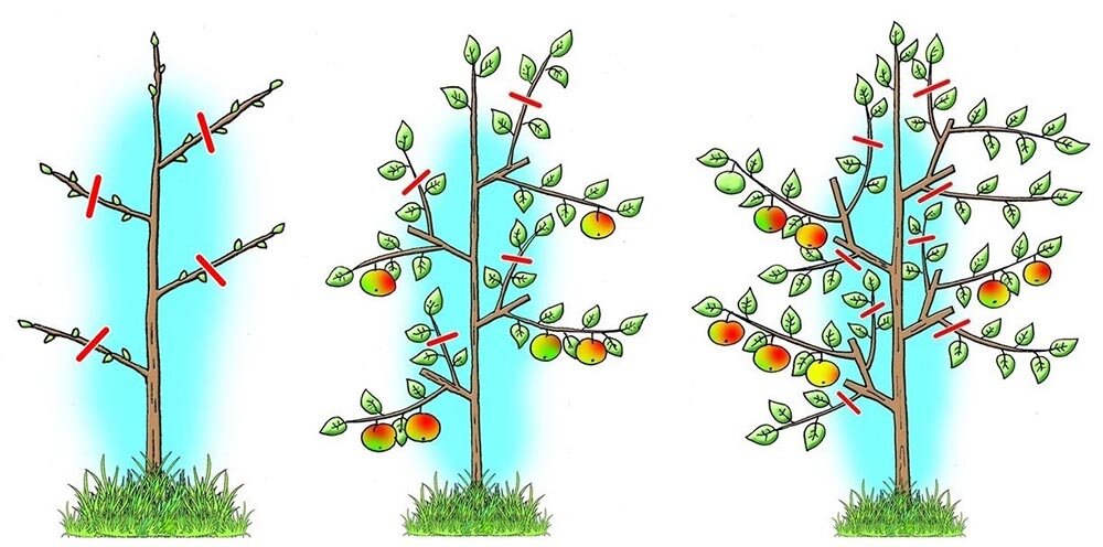 Обрезка колоновидной яблони