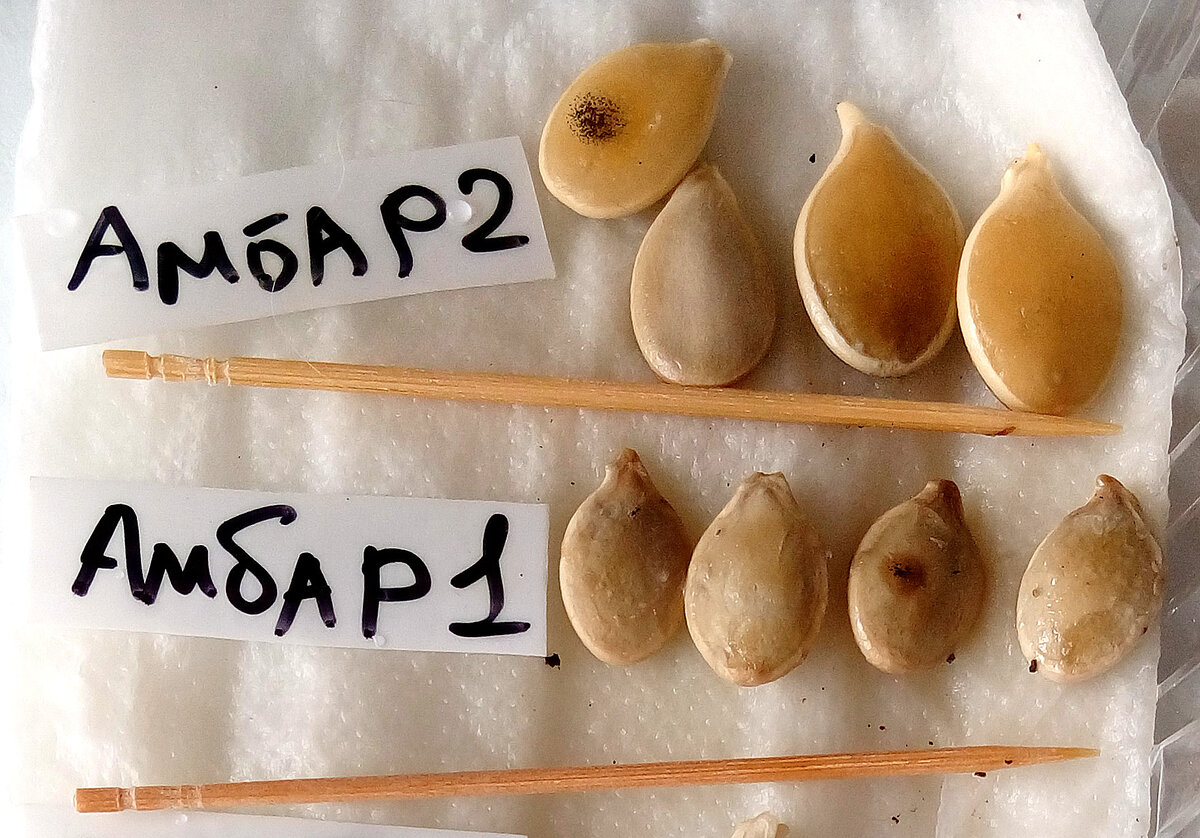 Выбрала у Седек семена покрупнее, похожие на описание в госреестре сортов РФ.