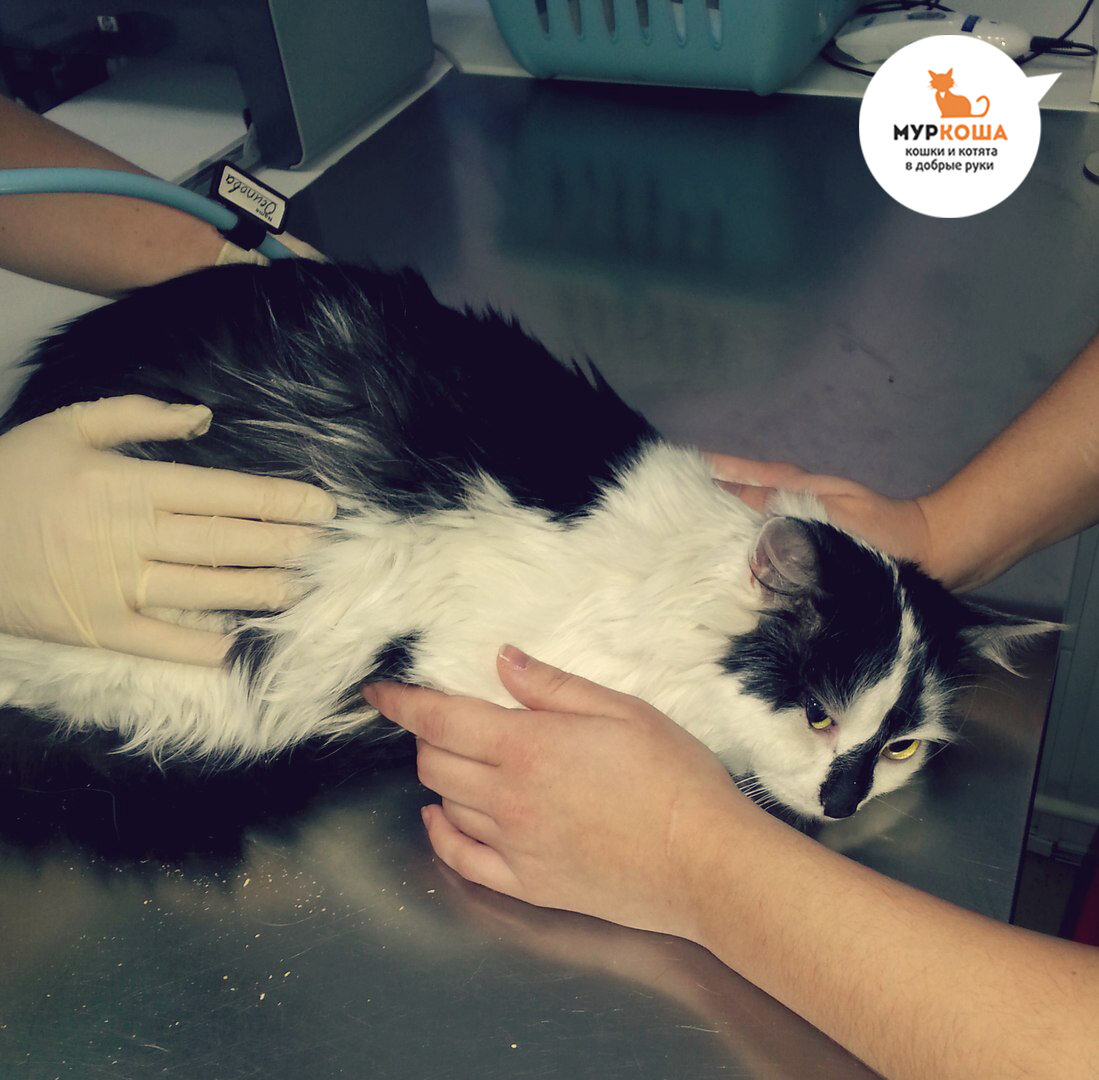 На приему у врача котик Черчилль, которого спасали всем приютом.