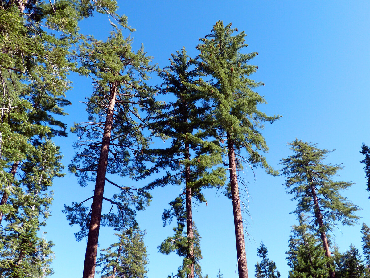 Древесина сосны: характеристики и особенности PINUS SYLVESTRIS