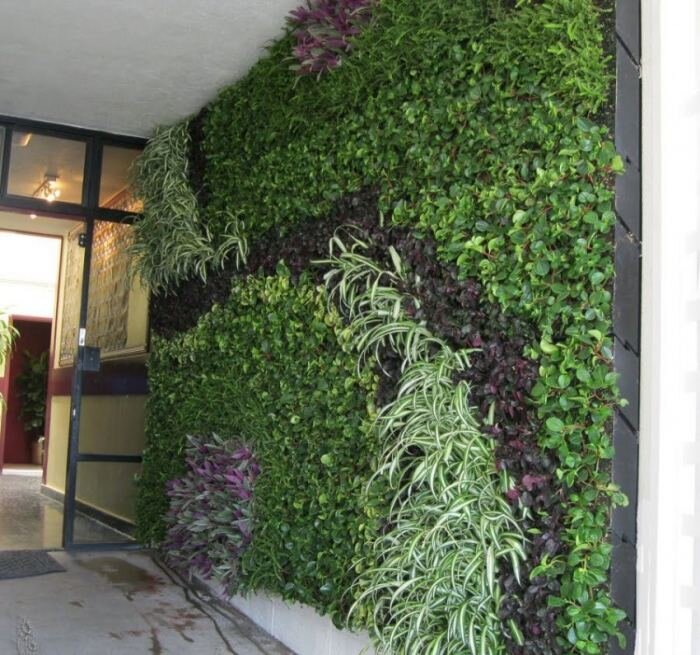 Фитостена — как сделать дома зеленую стену из растений