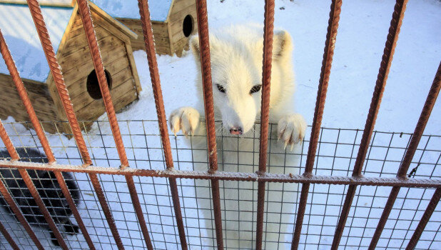 Песец в барнаульском зоопарке зимой.altapress.ru