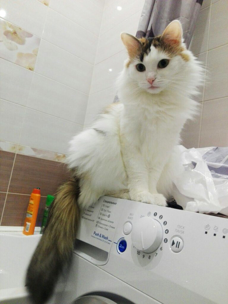 Даже на горшке посидеть не дает, всегда стоит на страже :-0