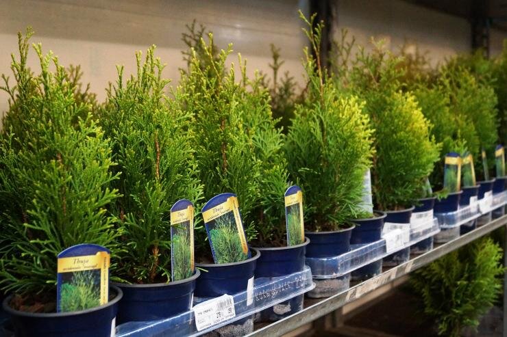 
 
Араукария для дома