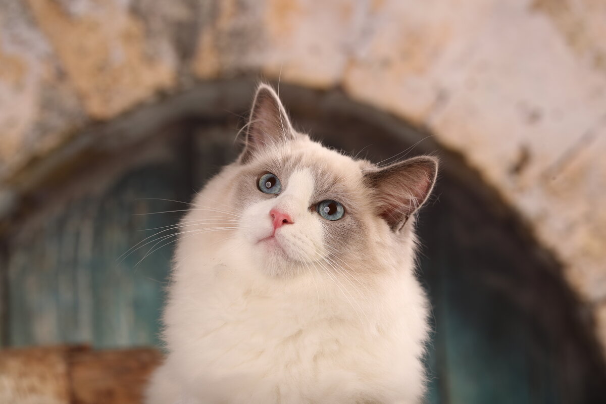 Кошка породы рэгдолл