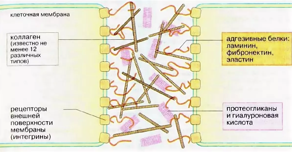 Нарушение коллагена. Адгезивные белки межклеточного матрикса биохимия. Структурные компоненты межклеточного матрикса. Межклеточный Матрикс соединительной ткани биохимия. Строение межклеточного матрикса соединительной ткани.