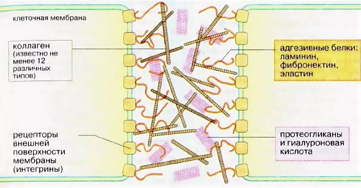 Межклеточный внеклеточный Матрикс это. Адгезивные белки матрикса. Функции межклеточного матрикса биохимия. Матрикс соединительной ткани биохимия.