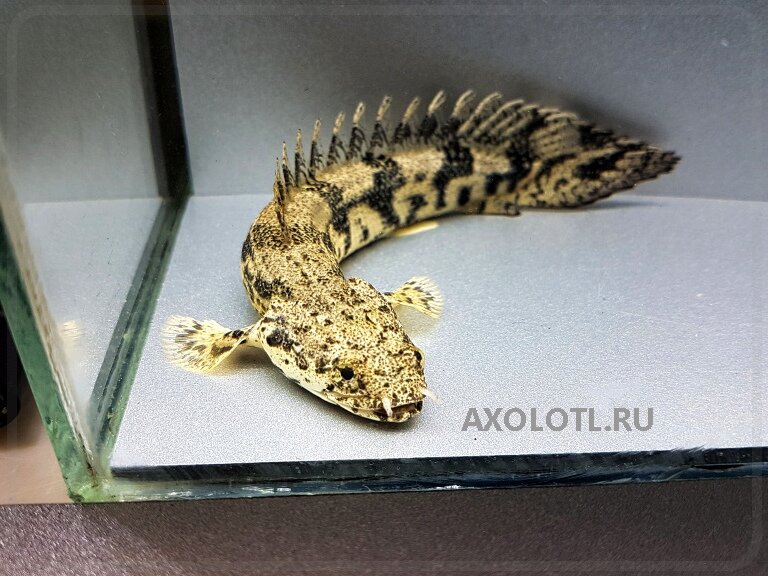 Полиптерус Эндлихера лат. (Polypterus endlicheri)