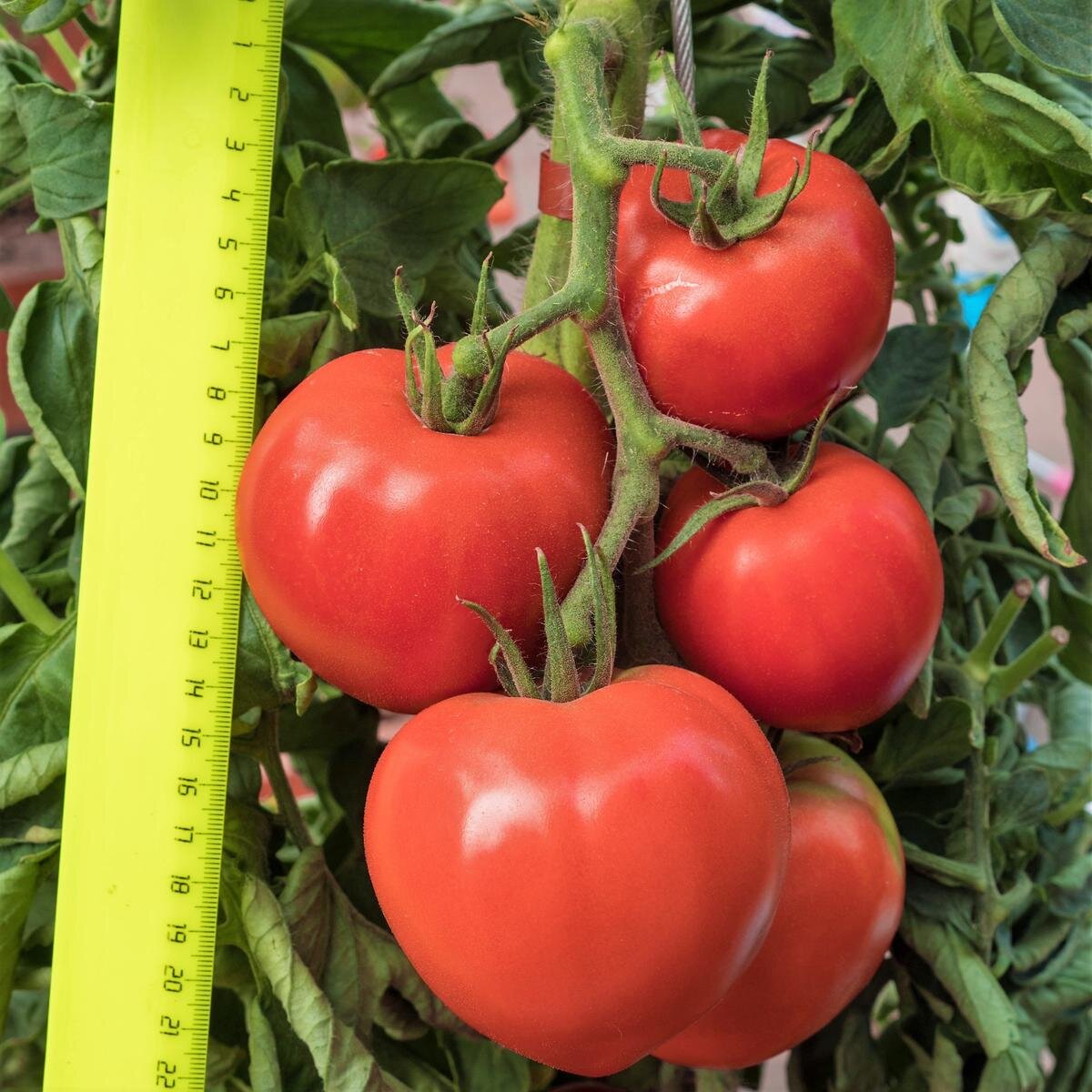 Раннеспелый гибрид 'Деметра F1' 
