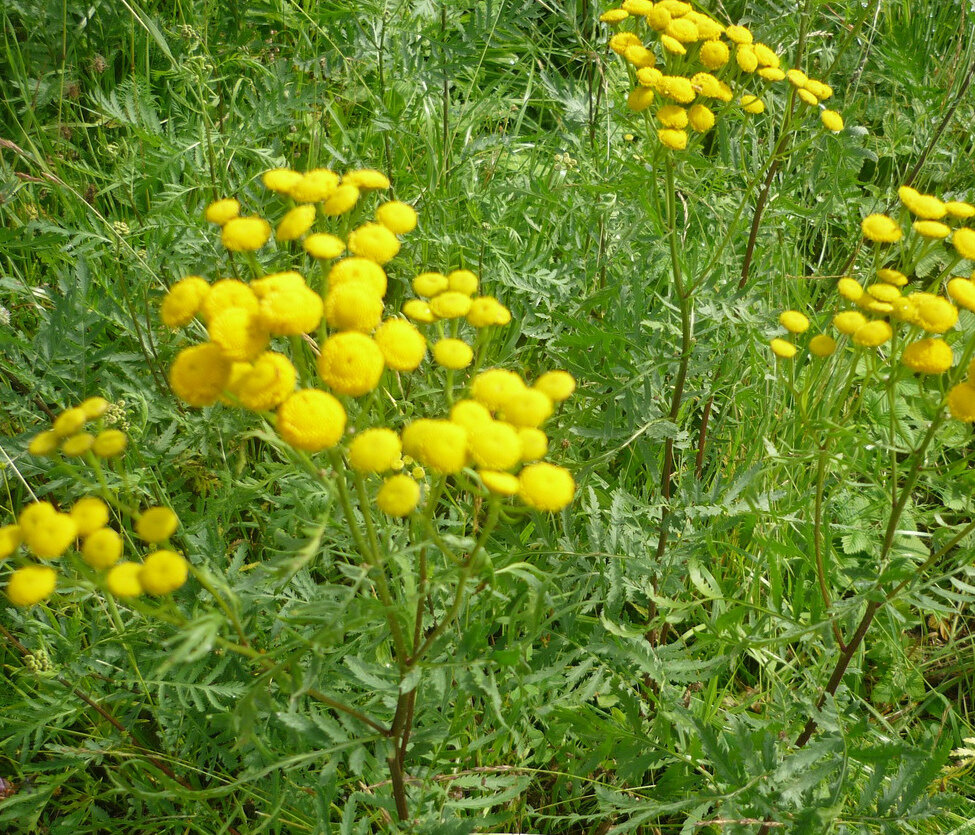 пижма тысячелистниковая. сем. пыжма. пижма обыкновенная сорняк. пижма соцветие.