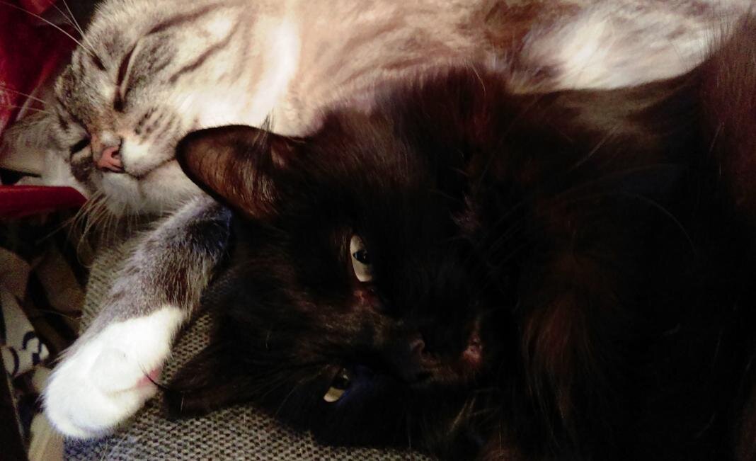 - Да, я и сама поляну пасу