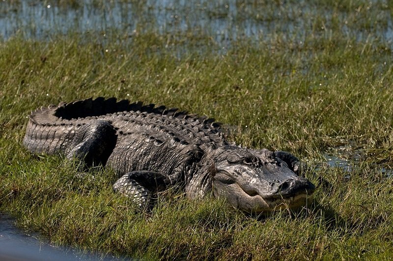 Я пришел сюда погреться на солнышке и откусить твою руку. Как видишь, на солнышке я уже погрелся