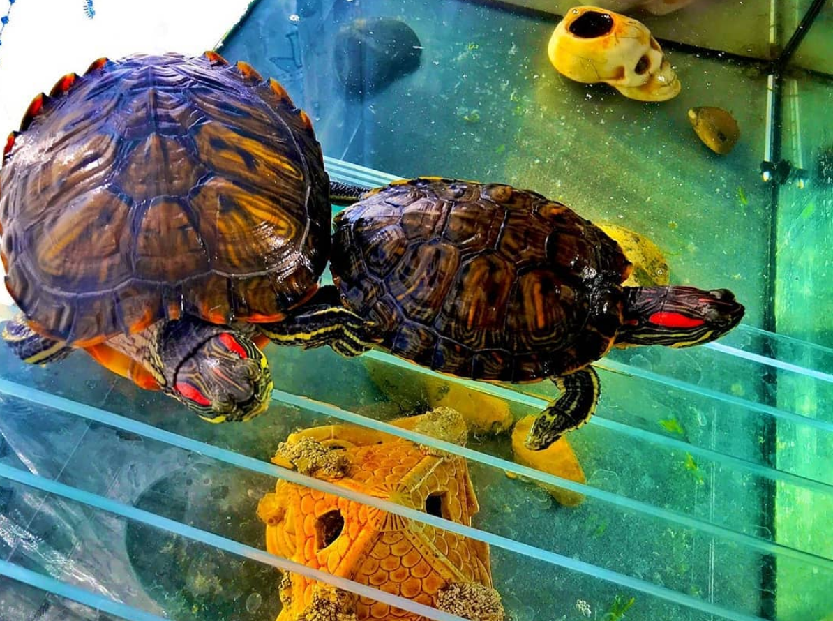 черепахи дзен. фигурка фарфоровая черепашка.