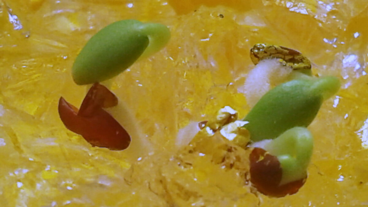 Прорастают семена пеларгонии.