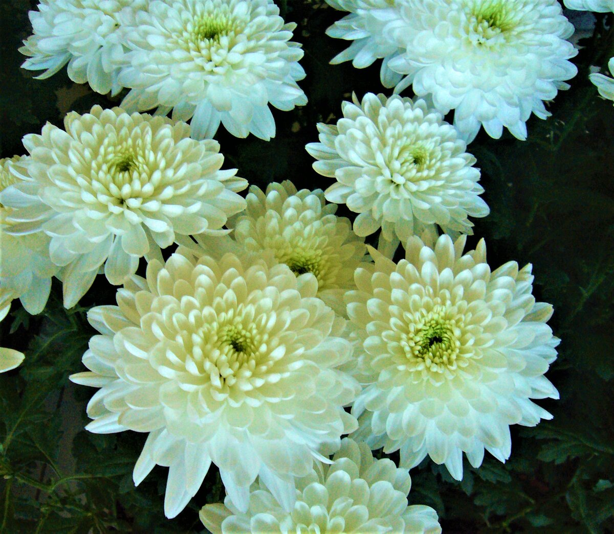 Хризантема Chrysanthemum