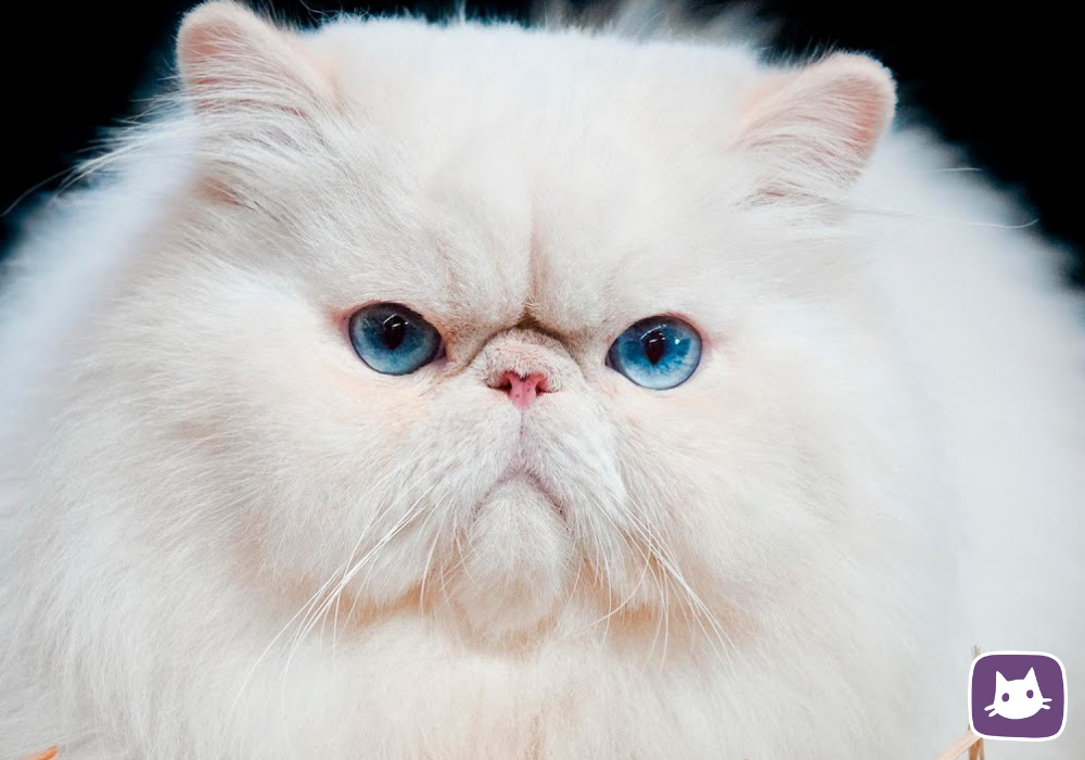Как называется киса. Персидский кот. Персидский кот белый. Экзот флаффи. Персидский экзот экстремал кот.