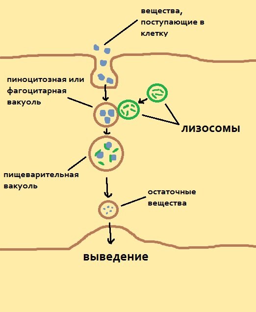 Внутриклеточное пищеварение картинки