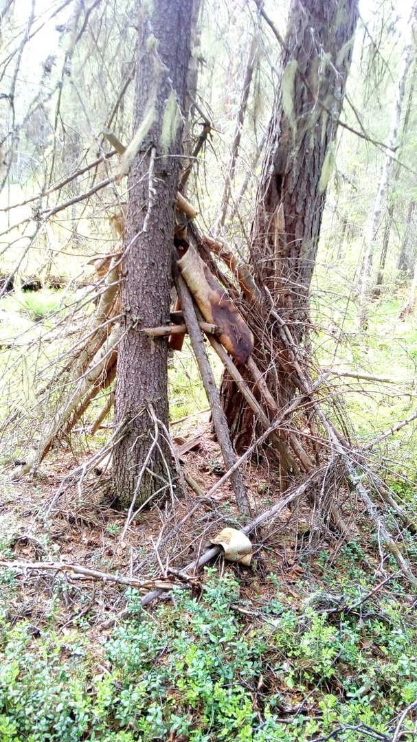 Разные интересные штуки встречаются нам в тайге! Это деревянные грабли, которым минимум 40 лет, древний сенокосный шалаш - помогал укрыться от дождя, кости большого животного, скорее всего лося.-2