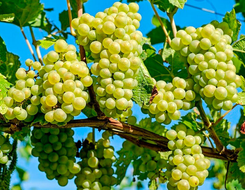 Секреты выращивания винограда в Подмосковье