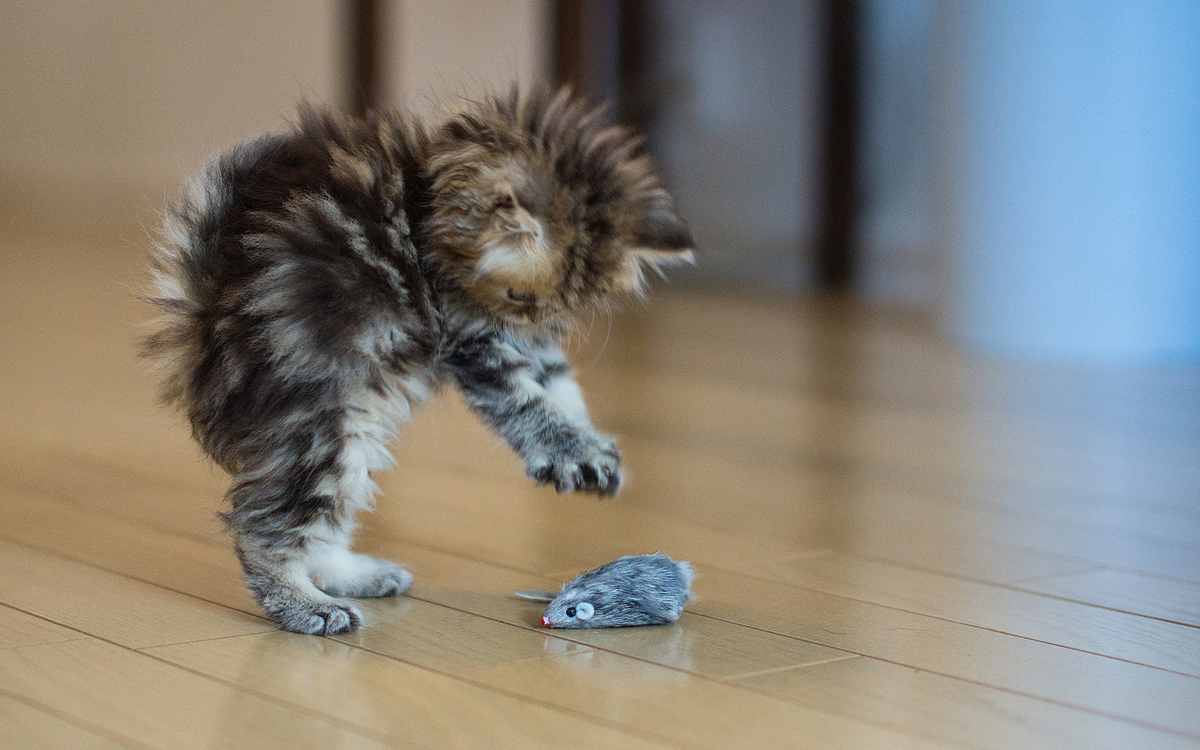 😸Почему кот ни с того ни с сего носится по квартире | Нос, хвост, лапы |  Дзен