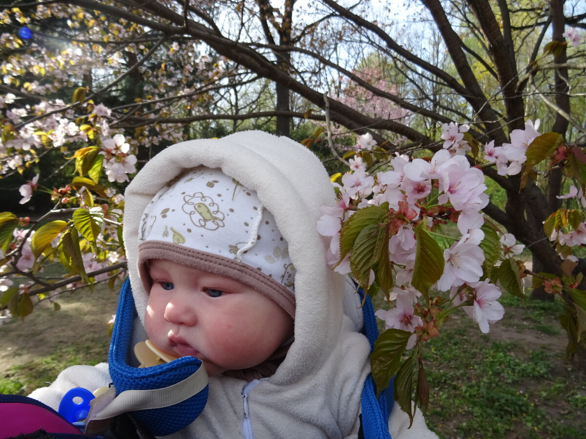 В Японском саду на цветении сакуры