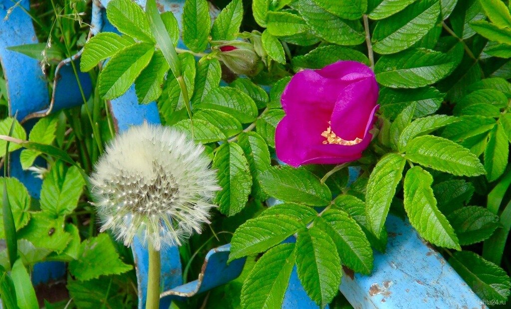 шиповник и одуванчик