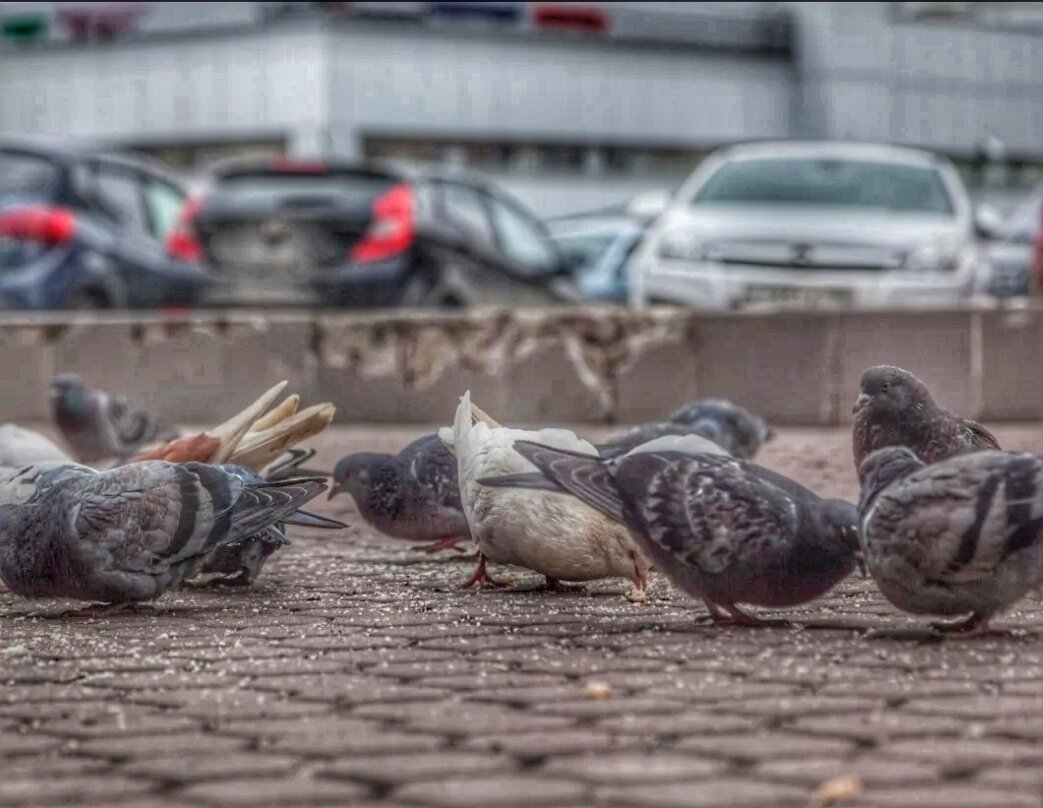 Городские птицы