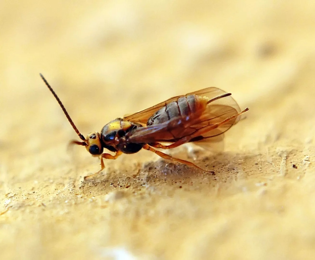 Возможно, Марс они заселят быстрее людей...