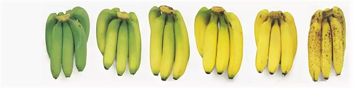 Бананы какой зрелости запрещено выставлять. Таблица спелости бананов. Степень зрелости банана. Стадии созревания бананов. Бананы по степени зрелости.