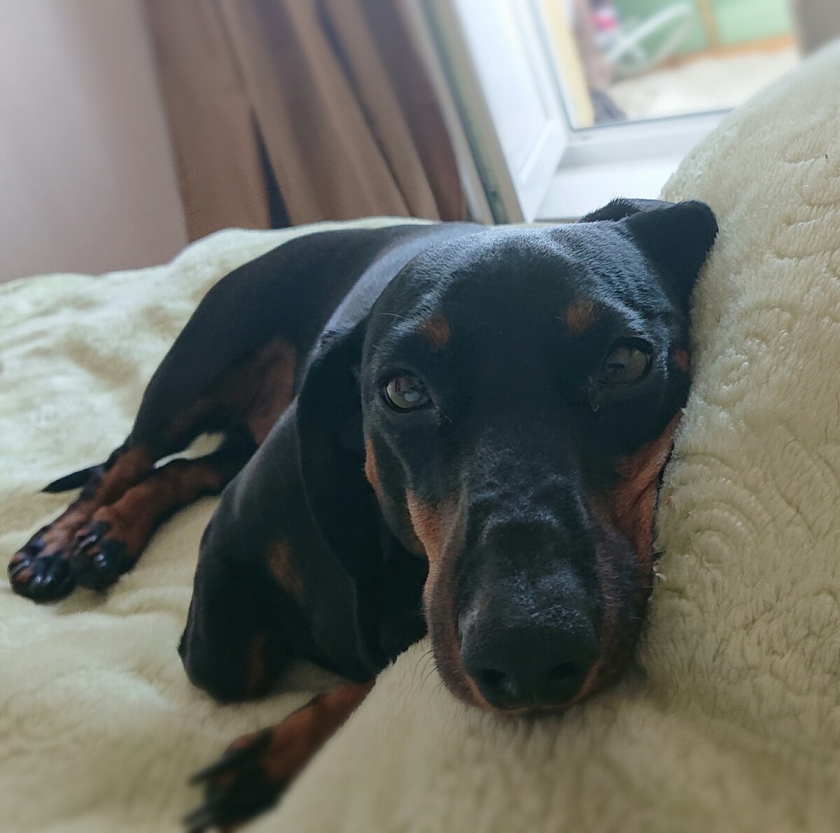 🐾🐾🐾