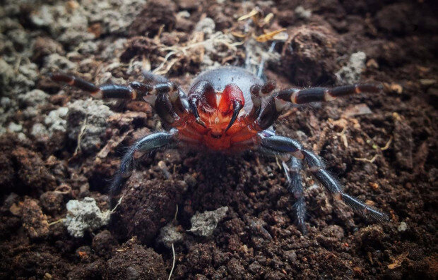 источник фото: https://www.thesun.co.uk/tech/2196025/funnel-web-spiders-most-dangerous-in-the-world/#