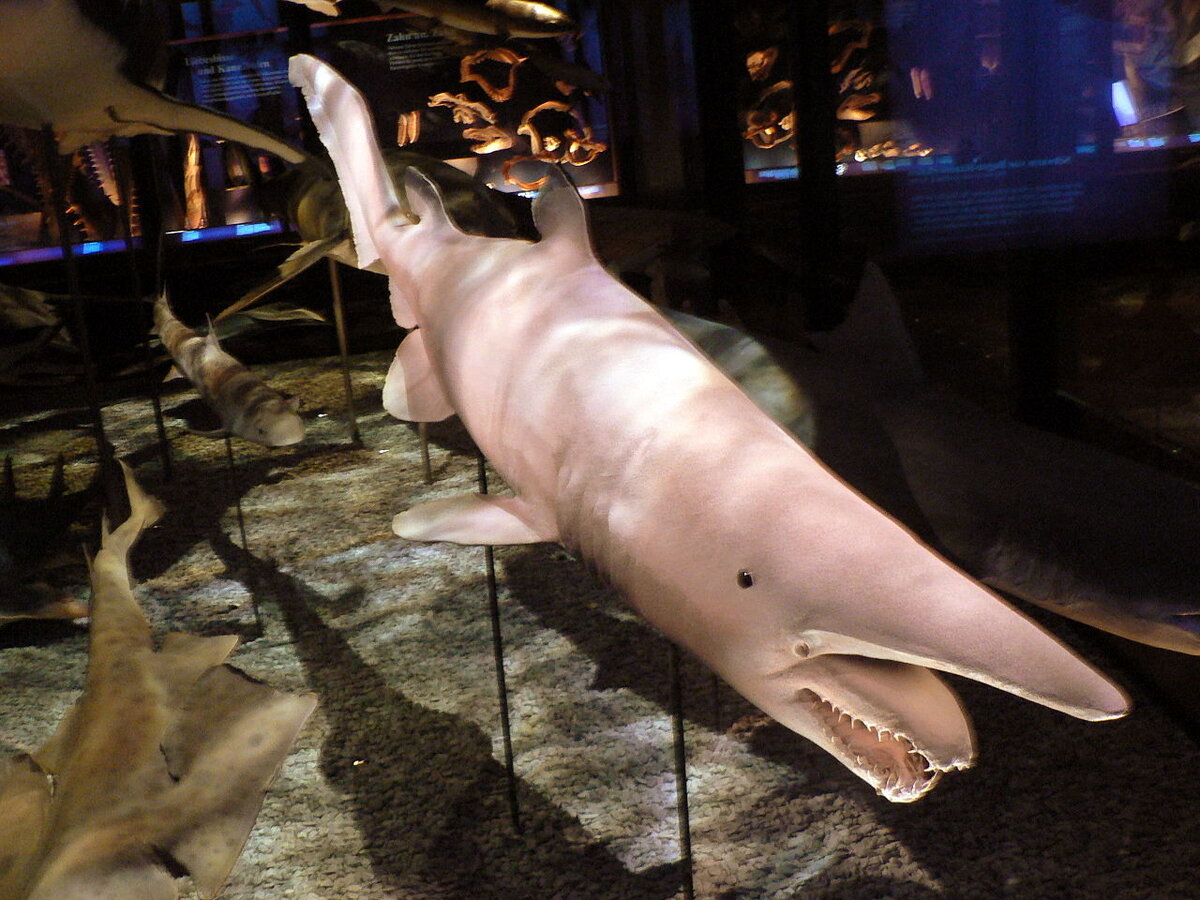 Акула-домовой, или скапаноринх, или митцекурина , или акула-гоблин. Глубоководная акула, единственный представитель рода акул-домовых или скапаноринхов