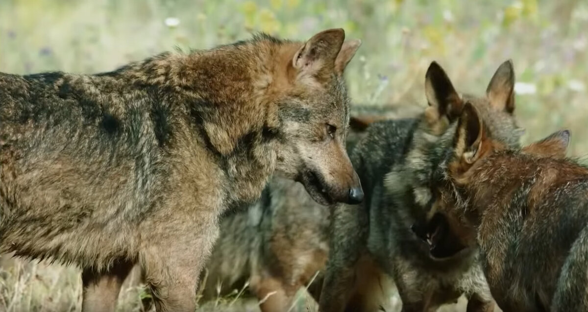 можно ли есть мясо волка