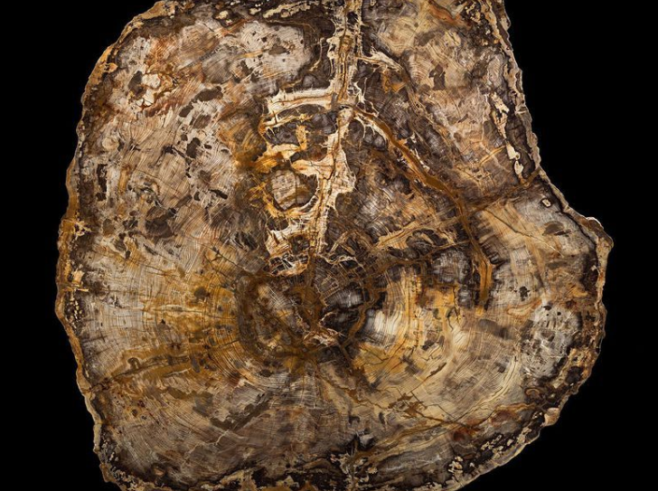 Плита из секвойи - это приглашение начать думать об огромных временных масштабах, которые включают в себя все, начиная от окаменелостей амеб до великого тиранозавра. (NMNH)