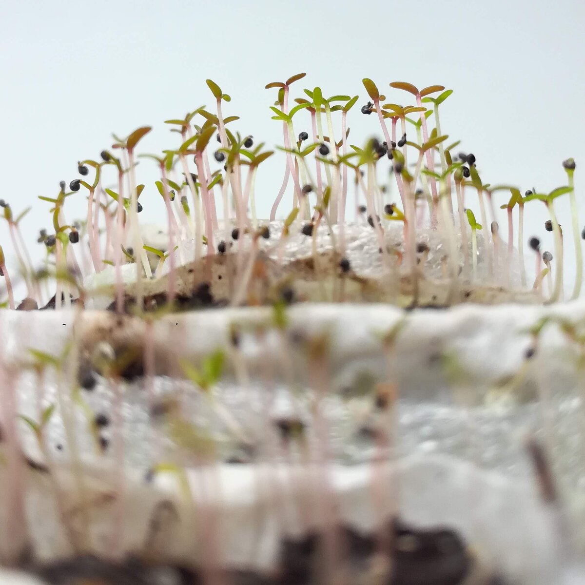 4-й день после посева в "улитки".