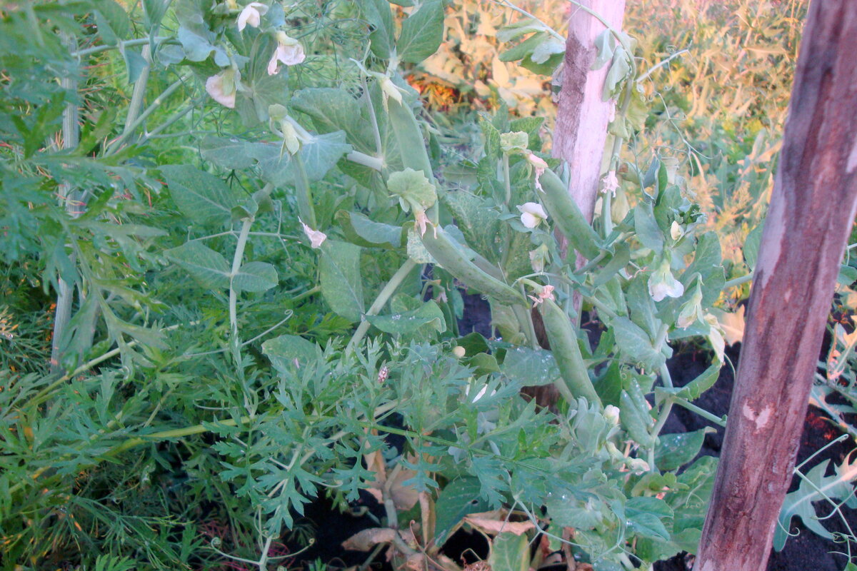 Моя гордость - первый выращенный мною в жизни горошек. Целых семь стручков! Пока ещё не пробовала, зреет. Я в предвкушении. :):):)