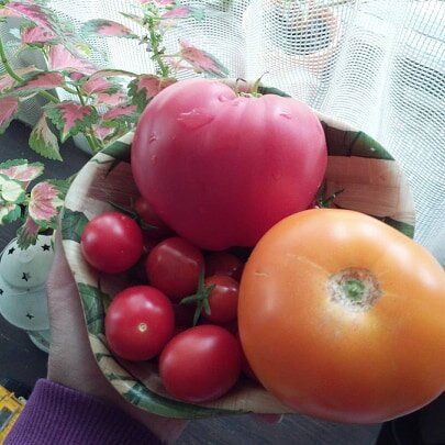 Мы выращиваем пару сортов черри, желтые и, конечно, любимое мною бычье сердце