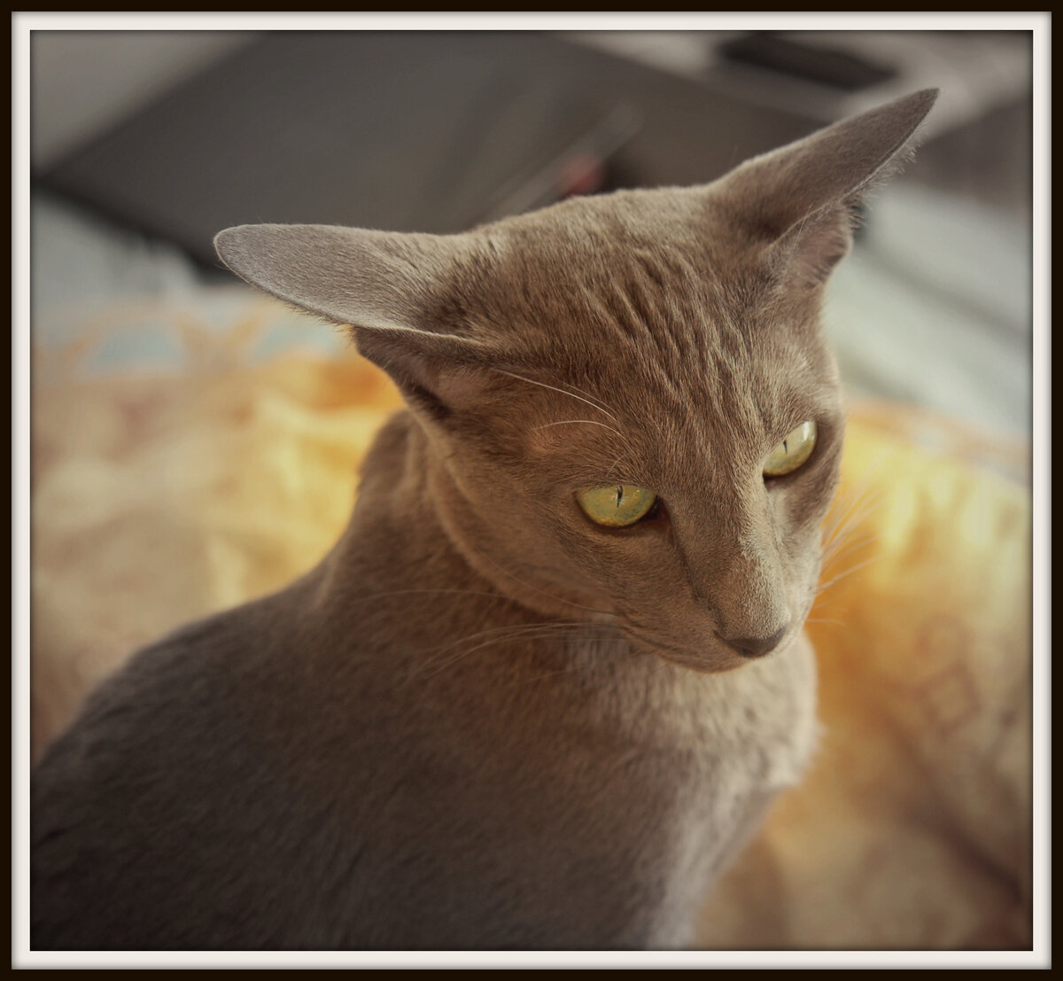 Кошка Кира ходит на прием только к квалифицированным специалистам