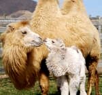 Перед тем как постирать верблюжье одеяло нужно внимательно прочитать этикетку, где указаны правила ухода за изделием. Многие производители не рекомендуют стирать одеяла из верблюжьей шерсти в стиральной машине и даже вручную, отдавая предпочтение сухой чистке. Также на этикетке обычно указывают подходящий температурный режим.
