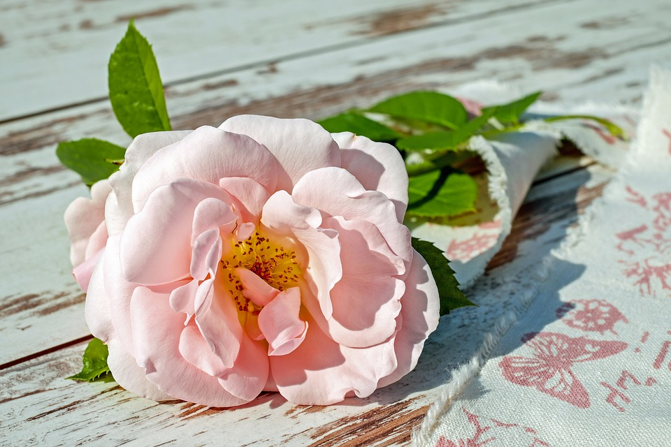 https://pixabay.com/ru/photos/%D1%80%D0%BE%D1%83%D0%B7-%D1%86%D0%B2%D0%B5%D1%82%D0%BE%D0%BA-%D1%86%D0%B2%D0%B5%D1%81%D1%82%D0%B8-%D1%86%D0%B2%D0%B5%D1%82%D0%B5%D0%BD%D0%B8%D0%B5-2378156/
