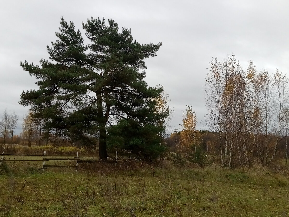 Сосна у околицы (мое фото)