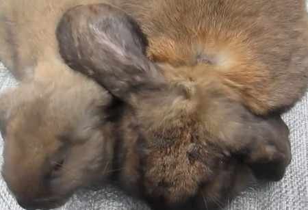 Энцефалитозооноз у кроликов