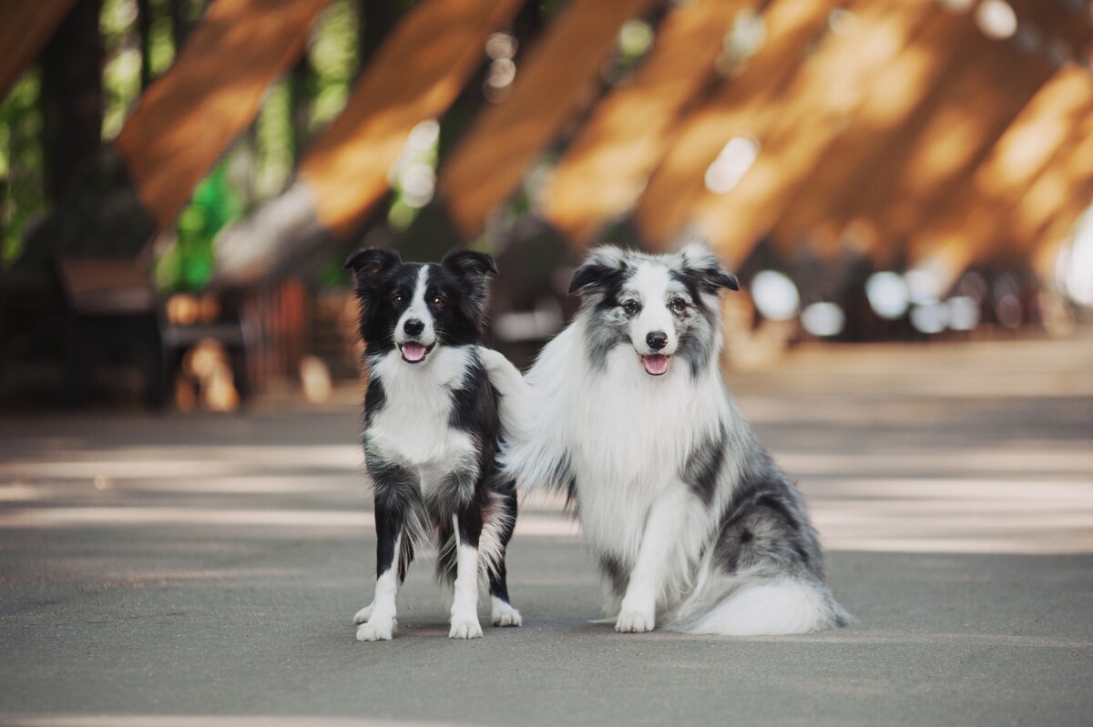 Фото: Даша Июньская, бордер колли Иви и Енот