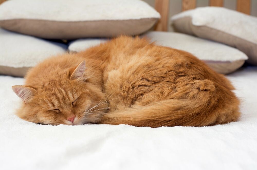 https://99px.ru/sstorage/53/2018/06/tmb_228967_735356.jpg